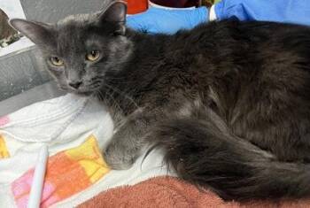 Domestic Medium Hair and Domestic Short Hair Cats Available for Adoption in Fort Worth, Texas - Whiskey | PetCurious