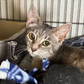 Fluff -  Domestic Short Hair Cat for Adoption in Saginaw, Michigan - Fluff | PetCurious