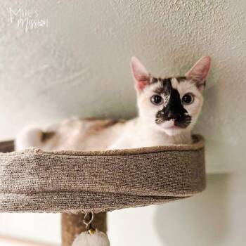 Crown -  Domestic Short Hair Cat for Adoption in Spokane, Washington - Crown | PetCurious