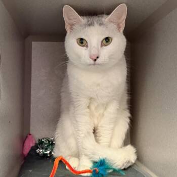 Fifi -  Domestic Short Hair Cat Available for Adoption in Westhampton, New York - Fifi | PetCurious