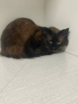 Domestic Medium Hair Cats Available for Adoption - Ofelia | PetCurious