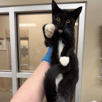 Newspaper -  Domestic Short Hair Cat for Adoption in Birmingham, Alabama - Newspaper | PetCurious