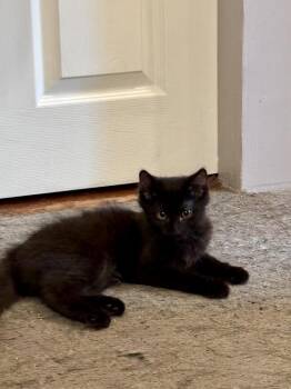 D&D kittens: Mercury (Curry) the Druid -  Domestic Medium Hair Cat for Adoption - D&D Kittens: Mercury (Curry) The Druid | PetCurious