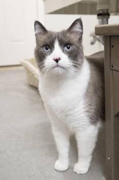 Marc Antony -  Domestic Short Hair Cat for Adoption in Boise, Idaho - Marc Antony | PetCurious