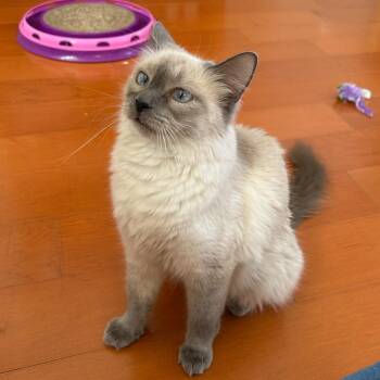Domestic Medium Hair Cats Available for Adoption in Los Angeles, California - Mulan | PetCurious