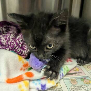Mary-Kate -  Domestic Short Hair Cat for Adoption in Hendersonville, North Carolina - Mary-Kate | PetCurious