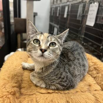 Hibiscus -  Domestic Short Hair Cat for Adoption in Palmetto, Florida - Hibiscus | PetCurious