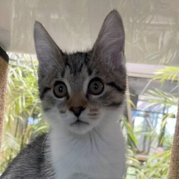 Sutton -  Domestic Short Hair Cat for Adoption in Chicago, Illinois - Sutton | PetCurious