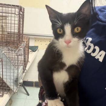 Luxe -  Domestic Short Hair Cat for Adoption in Philadelphia, Pennsylvania - Luxe | PetCurious