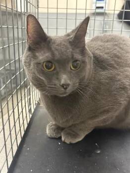 DAWN -  Domestic Short Hair Cat for Adoption in Las Vegas, Nevada - DAWN | PetCurious