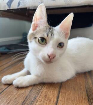 Domestic Short Hair Cats Available for Adoption in Alexandria, Virginia - Ringo (from Roatan) (IN FOSTER) | PetCurious
