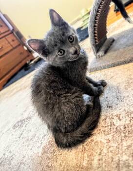 Moira -  Domestic Short Hair Cat Available for Adoption in Reeseville, Wisconsin - Moira | PetCurious