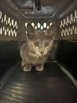 Haze -  Domestic Short Hair Cat for Adoption in Charleston, South Carolina - Haze | PetCurious