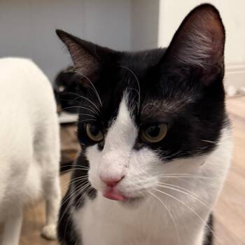 Queso Quest -  Domestic Short Hair Cat for Adoption in Austin, Texas - Queso Quest | PetCurious