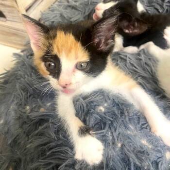 Rescue Domestic Short Hair Cats for Adoption in Austin, Texas - Take The Cake 9 | PetCurious