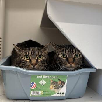 Judge & Judy -  Domestic Short Hair Cat for Adoption in Evanston, Illinois - Judge & Judy | PetCurious