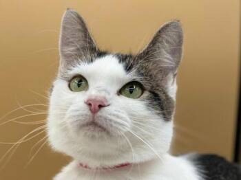 Alice -  Domestic Short Hair Cat for Adoption in Portland, Oregon - Alice | PetCurious