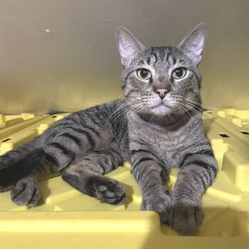 Rescue Domestic Short Hair Cats for Adoption - Led Zeppelin | PetCurious