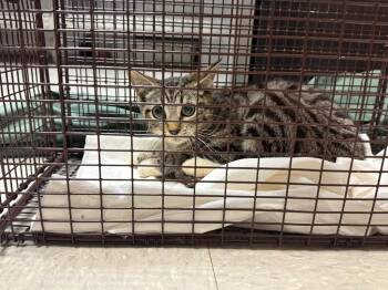 Domestic Short Hair Cats Available for Adoption in Sorrento, Louisiana - 26-0334C | PetCurious