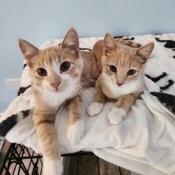 Hall & Oates -  Domestic Short Hair Cat for Adoption in Woodstock, Illinois - Hall & Oates | PetCurious