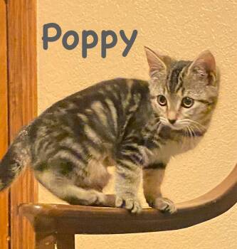 Rescue Domestic Short Hair Cats for Adoption in Pasco, Washington - Poppy | PetCurious