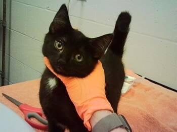 GOOFY -  Domestic Short Hair Cat for Adoption in Indianapolis, Indiana - GOOFY | PetCurious