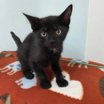 Domestic Short Hair Cats Available for Adoption in Riverwoods, Illinois - Ollie | PetCurious