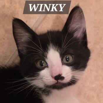 Winky -  Domestic Short Hair Cat for Adoption in Meridian, Idaho - Winky | PetCurious