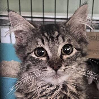 Murphy -  Domestic Long Hair Cat for Adoption in Maplewood, New Jersey - Murphy | PetCurious