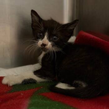 Kai -  Domestic Short Hair Cat for Adoption in Fort Smith, Arkansas - Kai | PetCurious