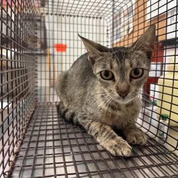 Domestic Short Hair Cats Available for Adoption in Edinburg, Texas - Kris | PetCurious