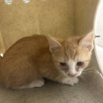 Domestic Short Hair Cats Available for Adoption in Philadelphia, Pennsylvania - Nectarine | PetCurious