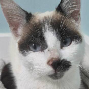 Siamese Cats Available for Adoption - Mary  | PetCurious