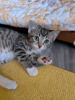 Domestic Short Hair and Munchkin Cats Available for Adoption - Twyla | PetCurious