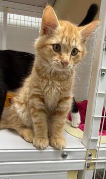 26-22 Victor -  Domestic Short Hair Cat for Adoption in St. Helens, Oregon - 26-22 Victor | PetCurious