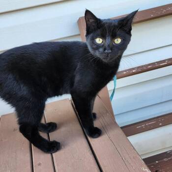 Renny -  Domestic Short Hair Cat for Adoption in Buffalo, Minnesota - Renny | PetCurious