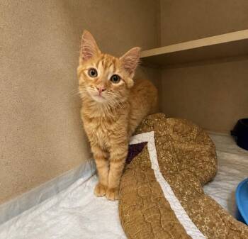 Monty -  Domestic Medium Hair Cat for Adoption in Amsterdam, New York - Monty | PetCurious