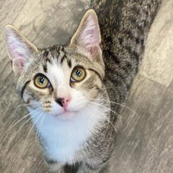 Domestic Short Hair Cats Available for Adoption in Union City, Pennsylvania - Honey | PetCurious