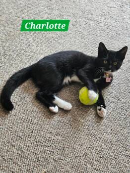 Charlotte -  Domestic Short Hair Cat Available for Adoption in Manchester, Tennessee - Charlotte | PetCurious