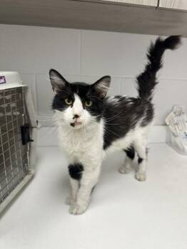Dante -  Domestic Short Hair Cat for Adoption in Kansas City, Missouri - Dante | PetCurious