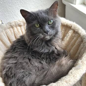 Domestic Medium Hair Cats Available for Adoption in Johnson City, Tennessee - Josephine | PetCurious