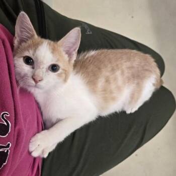 Ashton -  Domestic Short Hair Cat for Adoption in Phoenixville, Pennsylvania - Ashton | PetCurious