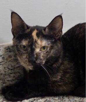 Domestic Short Hair Cats Available for Adoption in Kinston, North Carolina - Gingersnap | PetCurious