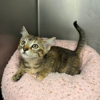 Tiana -  Domestic Short Hair Cat for Adoption in West Palm Beach, Florida - Tiana | PetCurious