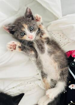 MELODY -  Domestic Short Hair Cat for Adoption in Tustin, California - MELODY | PetCurious
