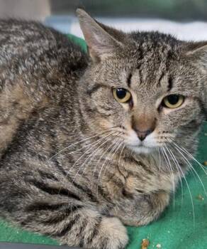 Domestic Short Hair Cats Available for Adoption in Conway, South Carolina - Charles | PetCurious