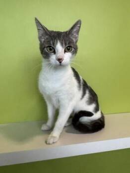 Domestic Short Hair Cats Available for Adoption in New Orleans, Louisiana - Almond | PetCurious
