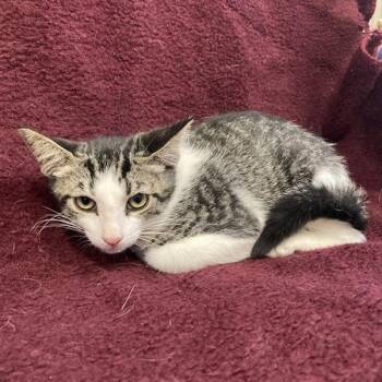 Rescue Domestic Short Hair Cats for Adoption in Hawthorne, California - Clove | PetCurious