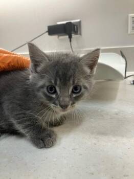 ROO -  Domestic Short Hair Cat for Adoption in Baytown, Texas - ROO | PetCurious
