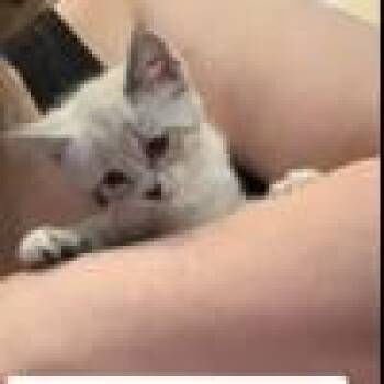 Mochi -  Domestic Short Hair Cat for Adoption in West Palm Beach, Florida - Mochi | PetCurious